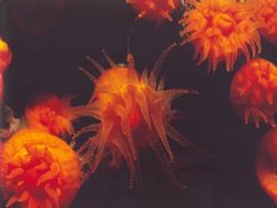 Astroides calycularis in the Mediterranean sea - NikonosV... by Ferdinando Meli 